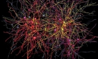 Создана самая большая карта нейронных связей, объем данных которой составляет 100 терабайт