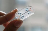 «Органы-чипы» — революция в медицине