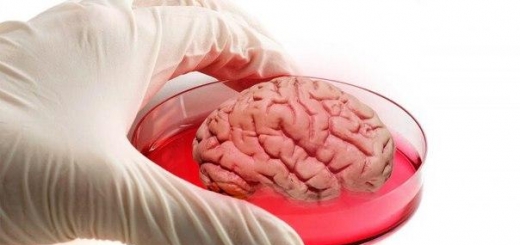 Ученые вырастили мини-мозг
