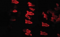 Микроскопические «рыбки» очистят вашу кровь от токсинов